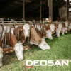 Deosan Activate PVP Plus AG215 20L - Tőgybimbó-fertőtlenítő szer, fejés után: permetezés, bemártás - kézi és (fél) automatikus