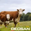 Deosan Activate Barrier AG216 200L - Tőgybimbó-fertőtlenítő szer, fejés után - kézi és (fél) automatikus bemártás